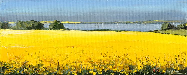 Rapsfelder am See -VERKAUFT-
